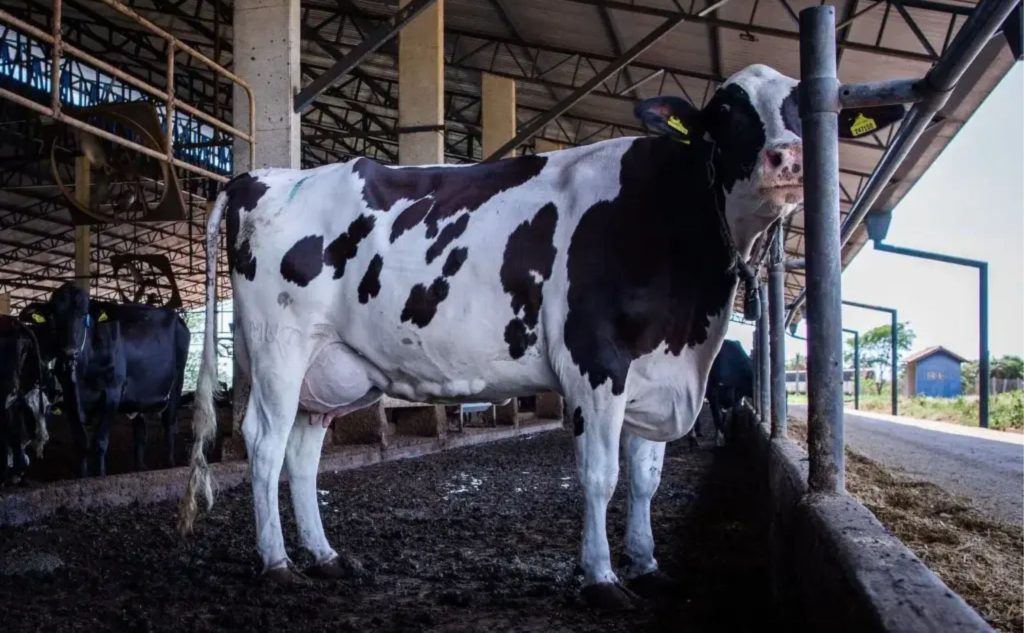 💰 A queda de 8,3% no preço do leite definida pelo Conseleite/MT reduz margens e aumenta a cautela nas fazendas.