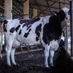 💰 A queda de 8,3% no preço do leite definida pelo Conseleite/MT reduz margens e aumenta a cautela nas fazendas.