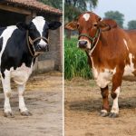 Raças sintéticas como Karan Fries e Vrindavani não apresentam padrão fenotípico único.