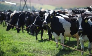 Expansão da produção de leite em Goiás impulsiona o setor, mas pressiona renda do produtor ⚖️