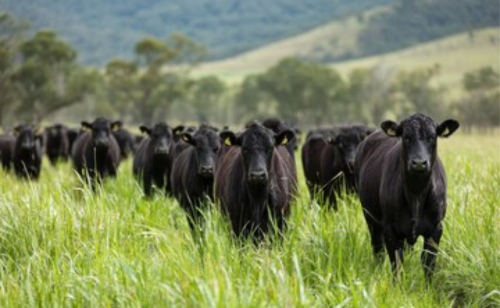 A certificação Beef on Dairy une genética, previsibilidade e mercado, reposicionando o papel do produtor de leite na cadeia 🥛