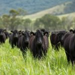 A certificação Beef on Dairy une genética, previsibilidade e mercado, reposicionando o papel do produtor de leite na cadeia 🥛