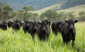 A certificação Beef on Dairy une genética, previsibilidade e mercado, reposicionando o papel do produtor de leite na cadeia 🥛