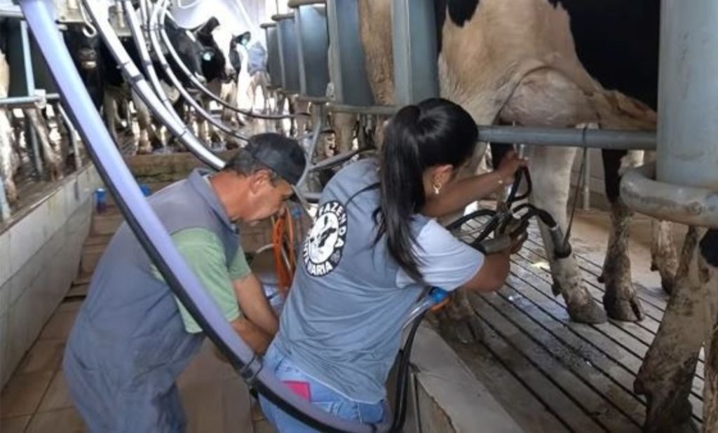 A adoção do Compost Barn permitiu ampliar produtividade, bem-estar animal e processamento de leite na propriedade 🐄