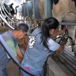 Compost Barn impulsiona leite tipo A e agroindústria no RS 🇧🇷 1 A adoção do Compost Barn permitiu ampliar produtividade, bem-estar animal e processamento de leite na propriedade 🐄