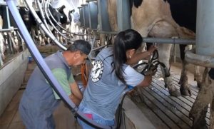A adoção do Compost Barn permitiu ampliar produtividade, bem-estar animal e processamento de leite na propriedade 🐄