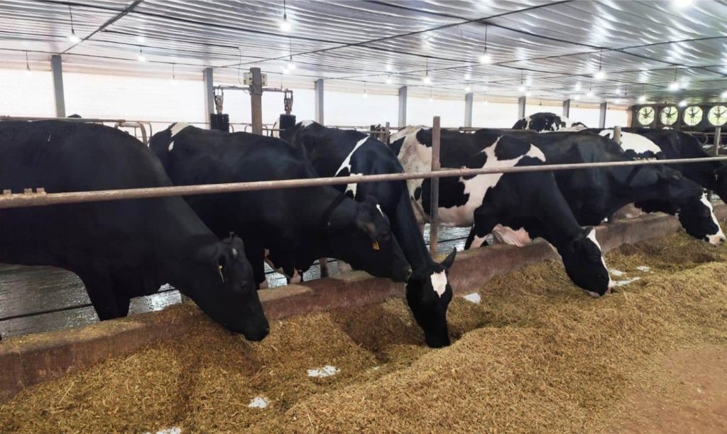 Cadeia do leite recebeu incentivos diretos em Três Passos, com foco em renda, produtividade e permanência no campo 🚜