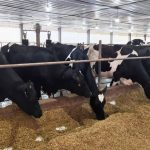 Três Passos reforça a cadeia do leite com bônus, genética e silagem 🐄 2 Cadeia do leite recebeu incentivos diretos em Três Passos, com foco em renda, produtividade e permanência no campo 🚜