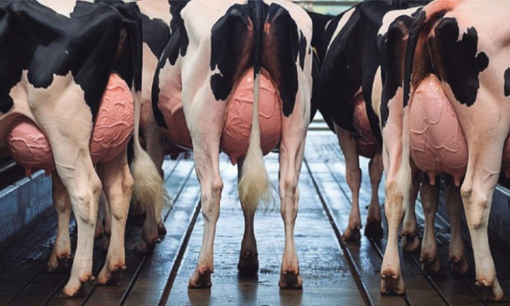 Mercado de lácteos do Brasil deve crescer de forma moderada em 2026, apoiado em demanda resiliente e produção ainda em expansão 📉