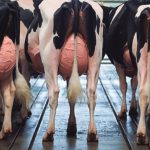 Mercado de lácteos do Brasil deve crescer de forma moderada em 2026, apoiado em demanda resiliente e produção ainda em expansão 📉