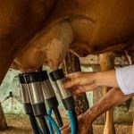 Preços do leite seguem em baixa, mas ritmo menor reforça expectativa de estabilização do mercado no RS 🔍