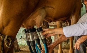 Preços do leite seguem em baixa, mas ritmo menor reforça expectativa de estabilização do mercado no RS 🔍