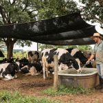 Produtores reforçam o manejo do gado leiteiro no verão para enfrentar estresse térmico e proteger a rentabilidade 🥛