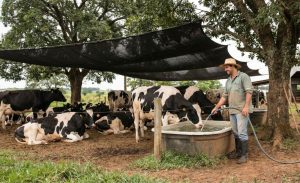 Produtores reforçam o manejo do gado leiteiro no verão para enfrentar estresse térmico e proteger a rentabilidade 🥛
