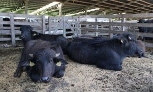 Estudo brasileiro sobre leite de búfala revela variação genética e fortalece programas de seleção bubalina 🧬