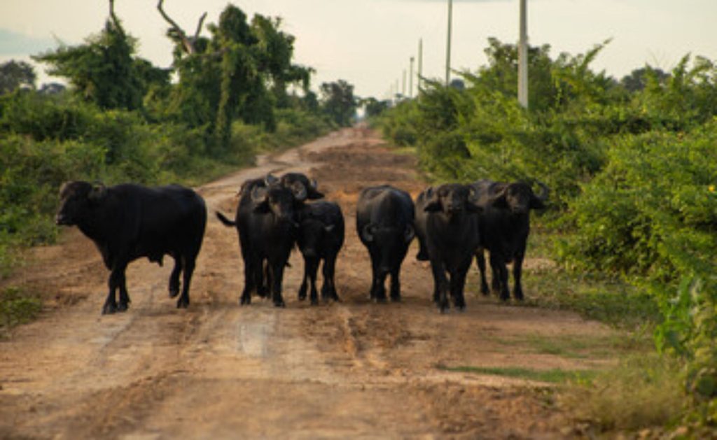 Com baixo custo e alta adaptação, a bubalinocultura sustenta economias rurais inteiras ⚙️