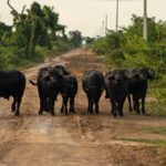 Com baixo custo e alta adaptação, a bubalinocultura sustenta economias rurais inteiras ⚙️