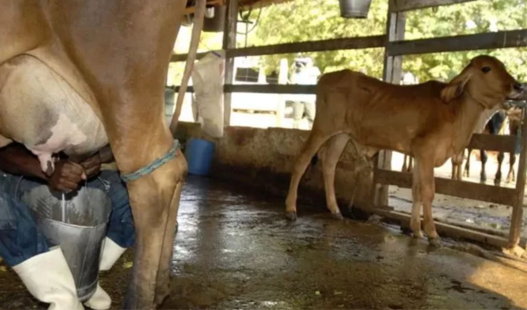 Entre fevereiro e dezembro de 2025, a produção de leite garantiu renda, mercado e previsibilidade aos produtores do Cariri 🥛