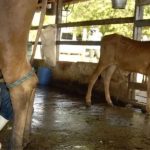 Entre fevereiro e dezembro de 2025, a produção de leite garantiu renda, mercado e previsibilidade aos produtores do Cariri 🥛