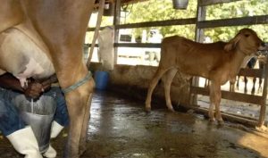 Entre fevereiro e dezembro de 2025, a produção de leite garantiu renda, mercado e previsibilidade aos produtores do Cariri 🥛