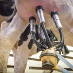 ⚠️ Especialistas alertam: sem prevenção, sanidade do leite reduz desempenho e margens nas propriedades.