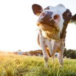 Leite e agricultura familiar puxam recorde histórico do PPAIS em SP 🏆 1 🥛 Com teto maior para leite, o PPAIS cresceu mais de 150% em 2025 e consolidou a agricultura familiar como fornecedora do Estado.