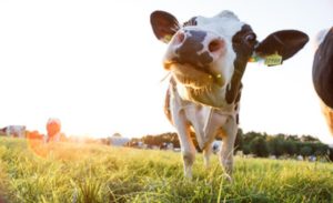 🥛 Com teto maior para leite, o PPAIS cresceu mais de 150% em 2025 e consolidou a agricultura familiar como fornecedora do Estado.