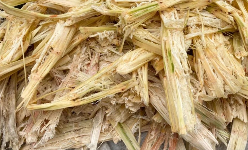 No leite, o bagaço de cana atua na saúde ruminal — não como base nutricional, explica consultor 🧠