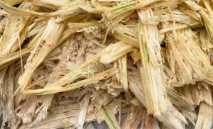 No leite, o bagaço de cana atua na saúde ruminal — não como base nutricional, explica consultor 🧠