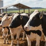 A ausência de subsídios explícitos no leite faz da política econômica um fator decisivo na margem do produtor 📊