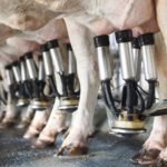 A produção de leite no RN cresce em volume e valor, colocando a pecuária leiteira em destaque no Nordeste 🗺️