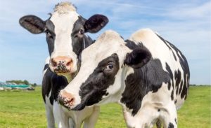 Convívio social estável torna as vacas mais calmas, saudáveis e produtivas 🧩