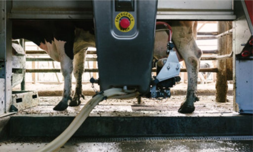 Pressão por eficiência e falta de mão de obra aceleram a adoção da ordenha automática no campo 🚜