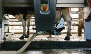 Pressão por eficiência e falta de mão de obra aceleram a adoção da ordenha automática no campo 🚜