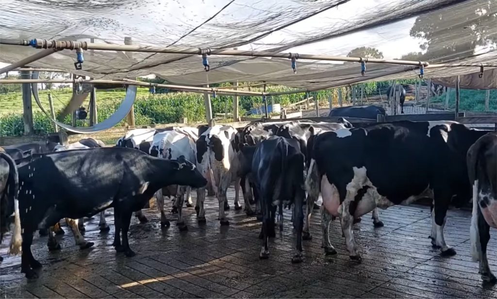 A produção de leite viabilizou casa própria, investimento e sucessão familiar sem herança ou ajuda externa 🚜