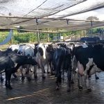 A produção de leite viabilizou casa própria, investimento e sucessão familiar sem herança ou ajuda externa 🚜