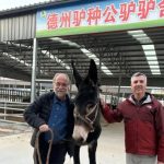 🐴 Cooperação acadêmica revela potencial produtivo e comercial do leite de jumenta para o Brasil.