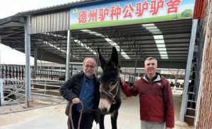 🐴 Cooperação acadêmica revela potencial produtivo e comercial do leite de jumenta para o Brasil.