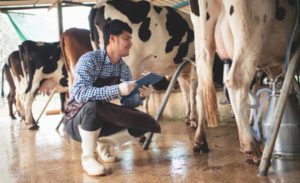 🥛 Resultados da pecuária leiteira no Paraná mostram impacto direto da gestão e da assistência rural.