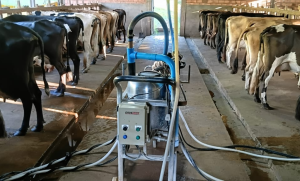 🥛 Preço do leite em risco produtores temem nova queda em SC