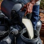 💰 Custo do leite sobe 3,7% e margem vira negativa no MT 2 Custos operacionais totais atingem R$ 2,39 por litro e pressionam a margem do leite no estado ⚠️