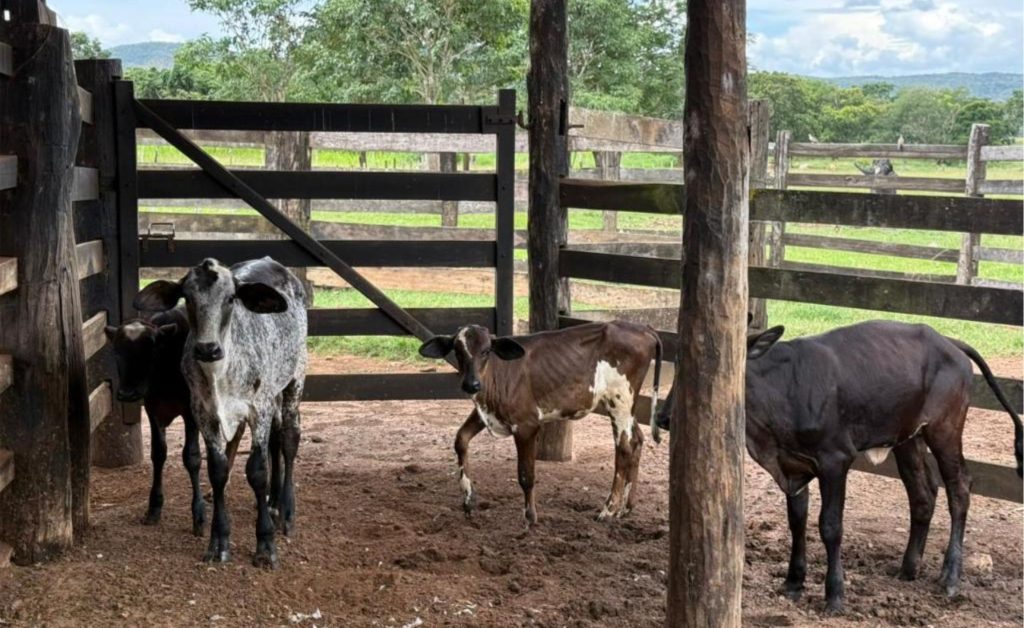 💰 Iniciativa pública aposta na genética para acelerar produção de leite e criar bases mais competitivas para pequenos produtores. genético