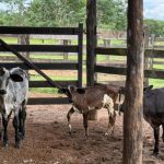 💰 Iniciativa pública aposta na genética para acelerar produção de leite e criar bases mais competitivas para pequenos produtores. genético