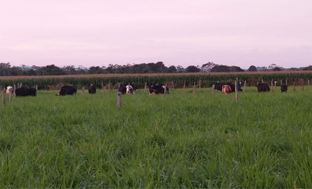 Com produção regional menor, laticínio aposta em pasteurização 🏭