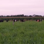 Com produção regional menor, laticínio aposta em pasteurização 🏭