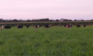 Com produção regional menor, laticínio aposta em pasteurização 🏭