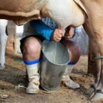 💰 Governo reforça renegociação do Pronaf diante da crise do leite 1 📉 Governo reconhece cenário adverso e reforça direito à renegociação do Pronaf para preservar renda e continuidade da produção familiar.