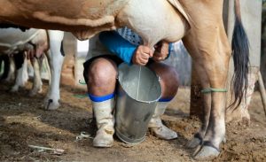 📉 Governo reconhece cenário adverso e reforça direito à renegociação do Pronaf para preservar renda e continuidade da produção familiar.