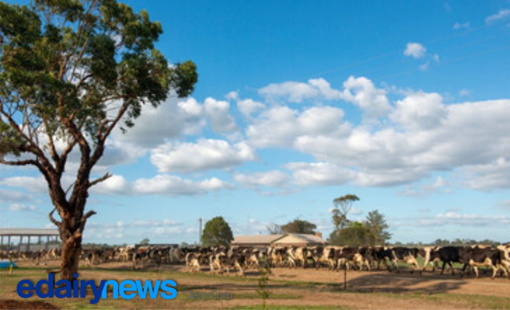 Rebanho menor e receita maior reposicionam a estratégia leiteira australiana 💰