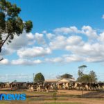 O futuro do leite não é crescer. É produzir melhor 🥛📊 2 Rebanho menor e receita maior reposicionam a estratégia leiteira australiana 💰